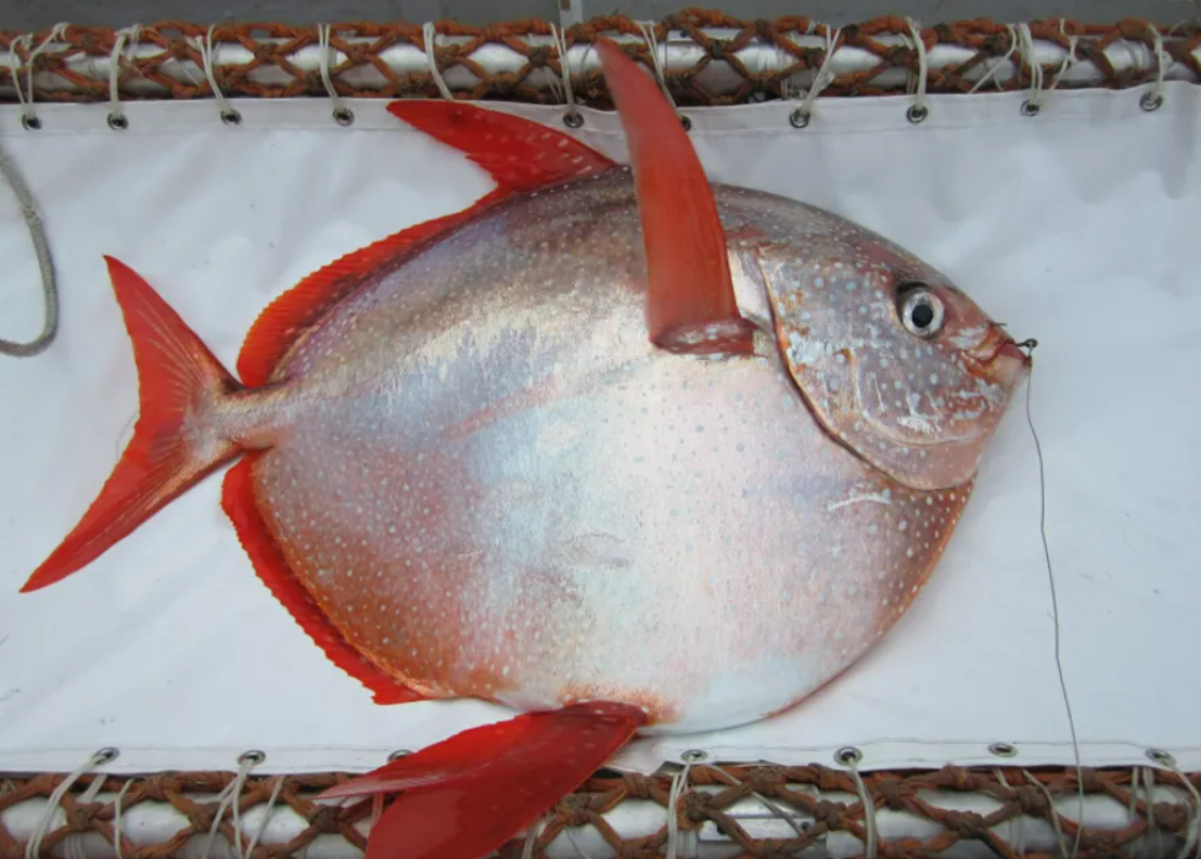 Another shot of a moonfish, caught on a boat Another shot of a moonfish, caught on a boat